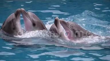 <strong>海豚</strong>在游泳池的<strong>海豚</strong>馆跳舞。 <strong>海豚</strong>表演。 慢动作